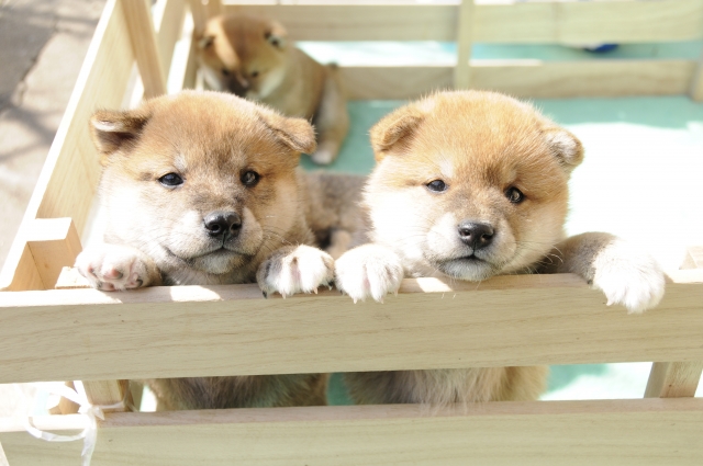 柴犬の子犬