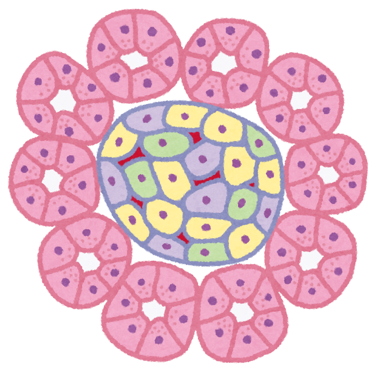 膵臓ランゲルハンス島イメージ